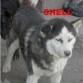 SHELL SIBERIANO DIVINO EN ADOPCION SOLO A RESPONSABLES.LLAMAR AL 4254-6113 BS ARGENTINA